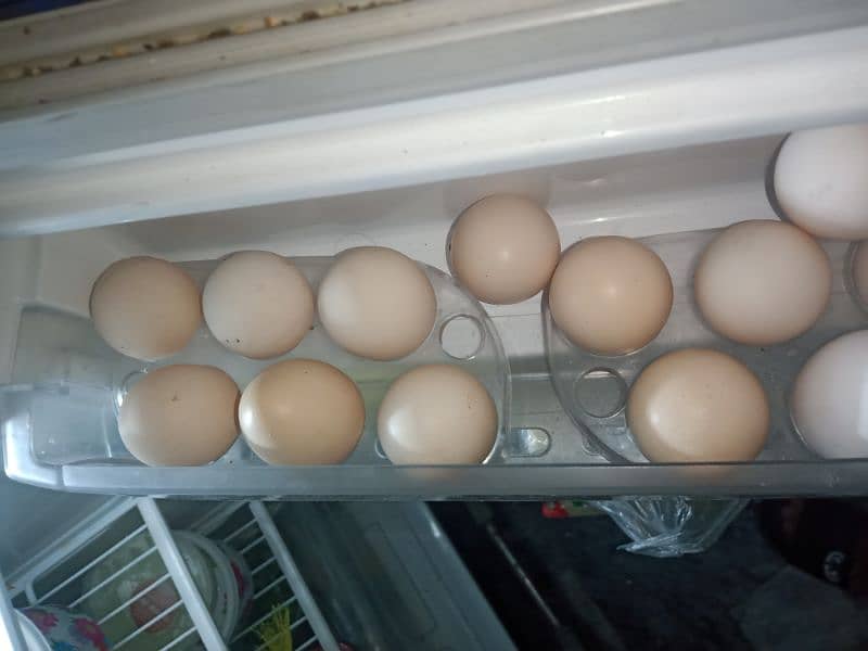 Egg Lying Hens Golden misri 0323-6612330 1