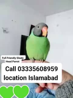 Proper Hand Tamed Full Friendly Sleaty Head Male Parrot