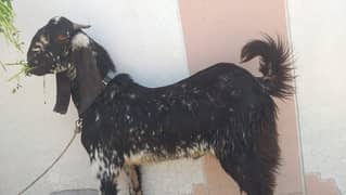 Bakra