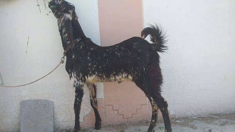 Bakra for sale 1