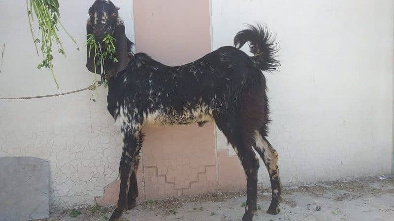 Bakra for sale 2