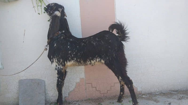 Bakra for sale 3