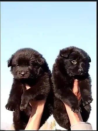 Black German Shepherd Long Coat Pair | German Shepherd Puppies 0