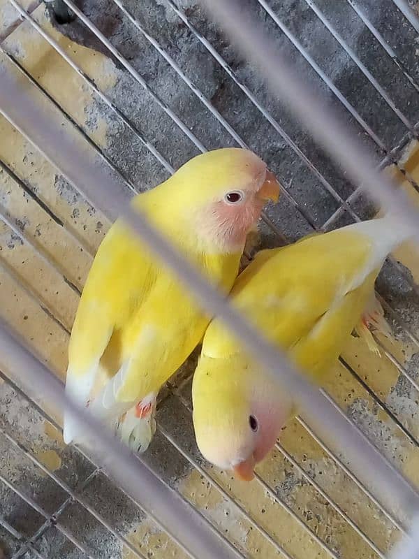 common lutino love bird 3