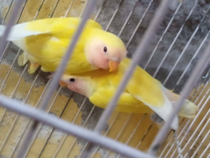 common lutino love bird 4