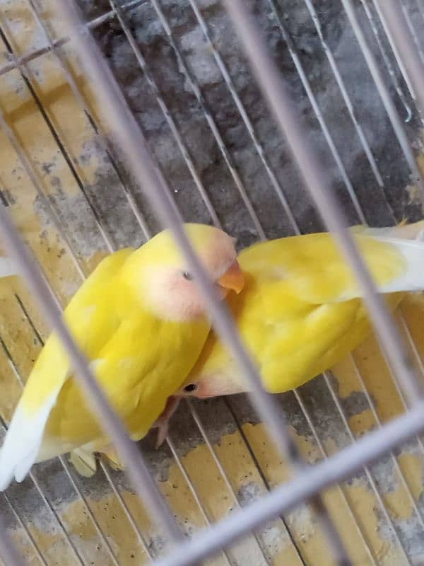 common lutino love bird 5