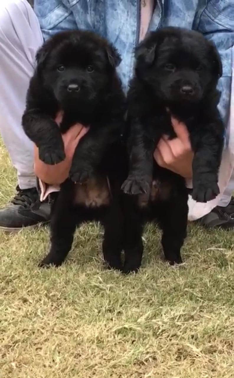 Black German Shepherd Long Coat Pair | German Shepherd Puppies 0