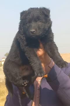 Black German Shepherd Long Coat Puppy | German Shepherd Male puppy