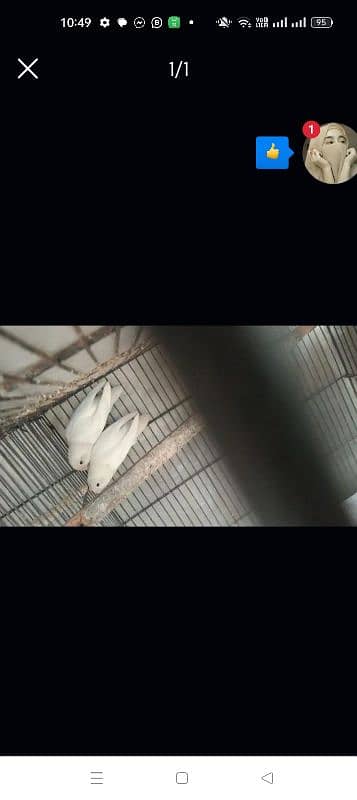 albino red eyes and black eyes male