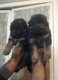 Gsd Puppies (Long Coat & Stock Coat) Available