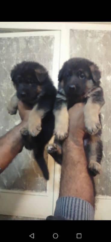 Gsd Puppies (Long Coat & Stock Coat) Available 1