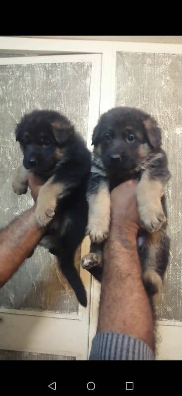 Gsd Puppies (Long Coat & Stock Coat) Available 2