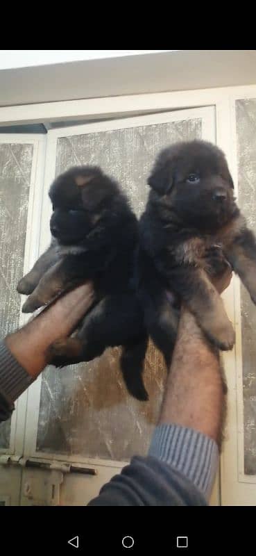 Gsd Puppies (Long Coat & Stock Coat) Available 3