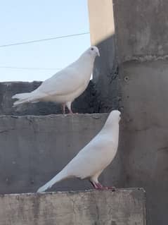 1 pair of pigeon