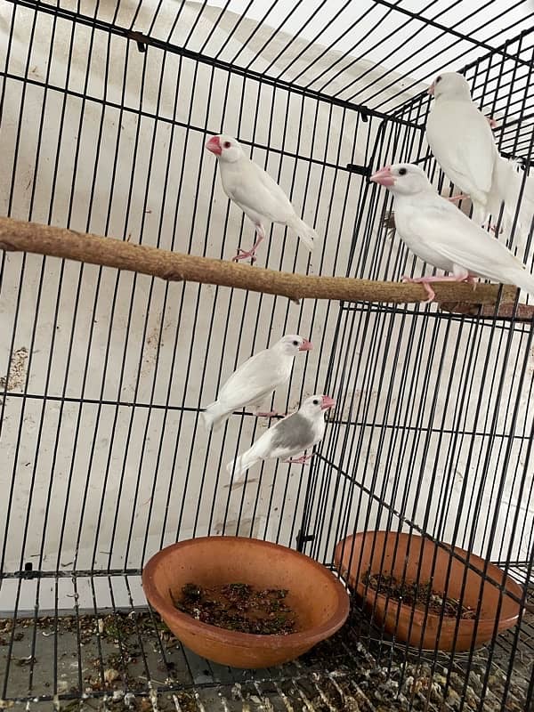 Java Chicks for sale 1