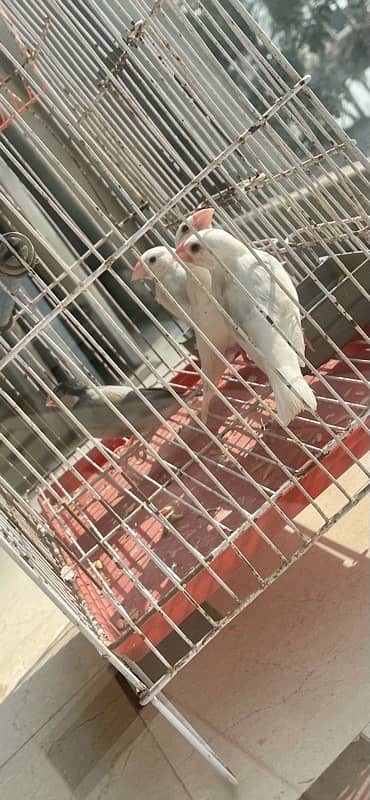 Java Chicks for sale 2