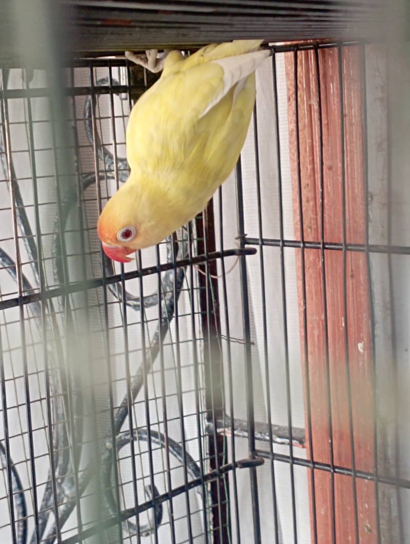 Creamino, pastelino and albino red eye for urgent sale 1