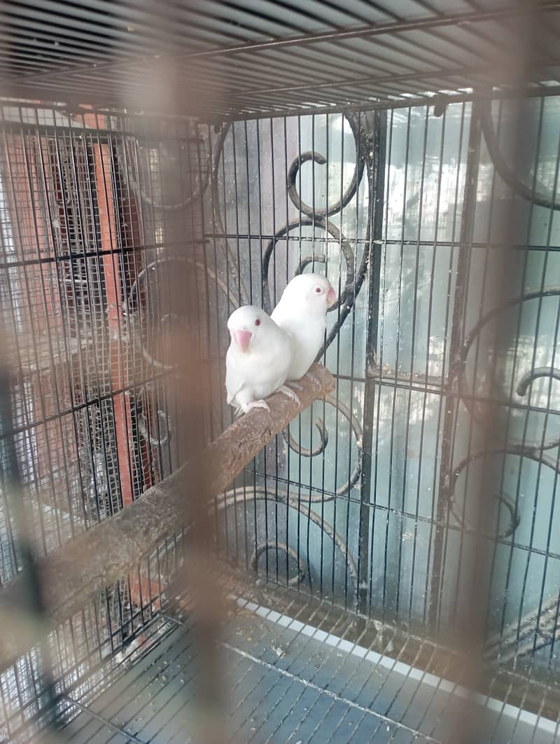 Creamino, pastelino and albino red eye for urgent sale 4