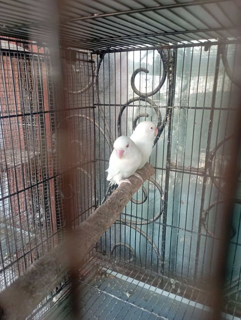 Creamino, pastelino and albino red eye for urgent sale 5