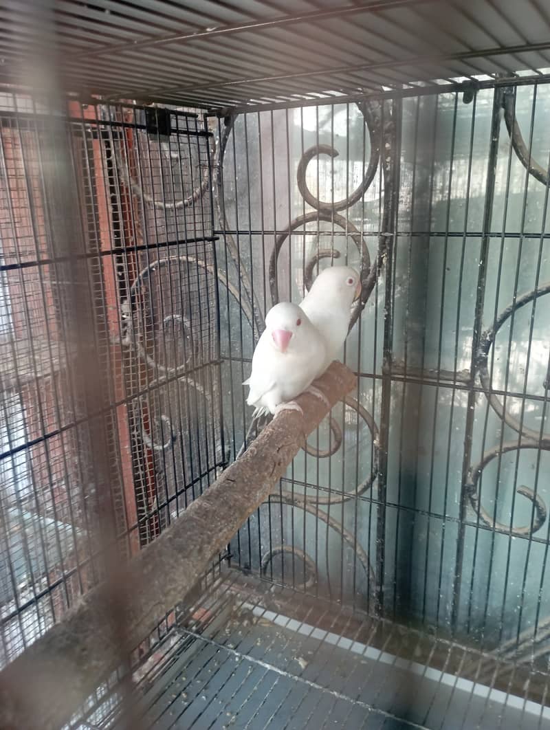 Creamino, pastelino and albino red eye for urgent sale 6