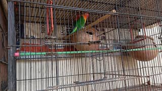 love bird for sale breeder pairs