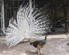 White breeder peacock male