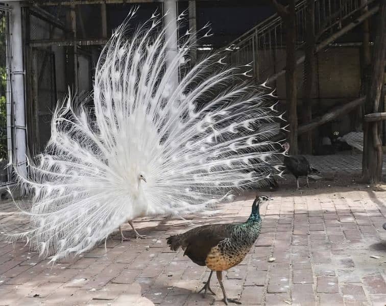 White breeder peacock male 0