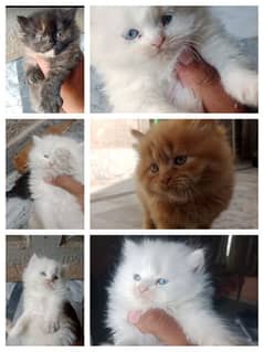 Persian kittens | Punch Face | Triple Coat | fluffy | cat