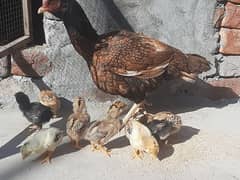 Aseel Hen and 8 Chicks For sale