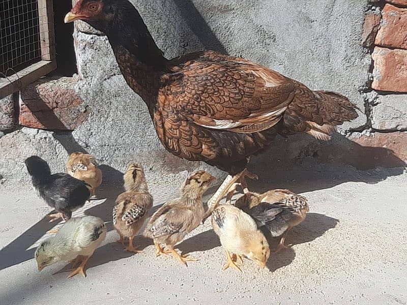 Aseel Hen and 8 Chicks For sale 0