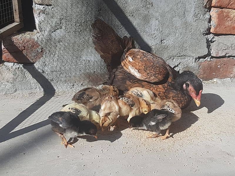 Aseel Hen and 8 Chicks For sale 1