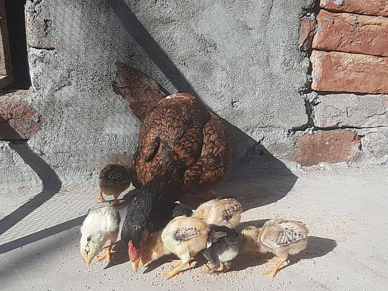 Aseel Hen and 8 Chicks For sale 2