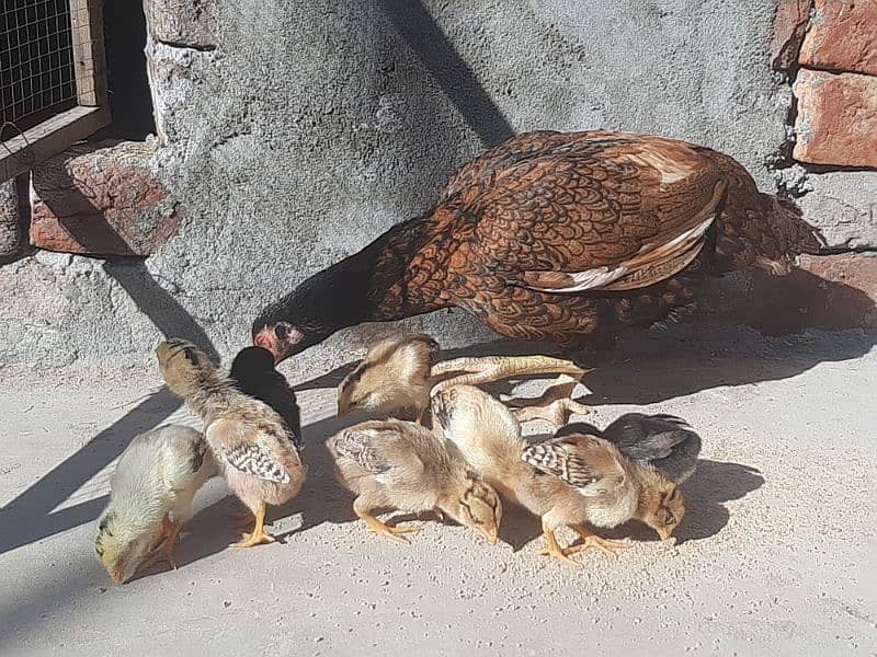 Aseel Hen and 8 Chicks For sale 3