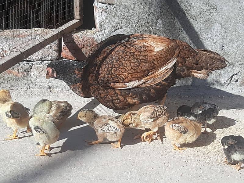 Aseel Hen and 8 Chicks For sale 4