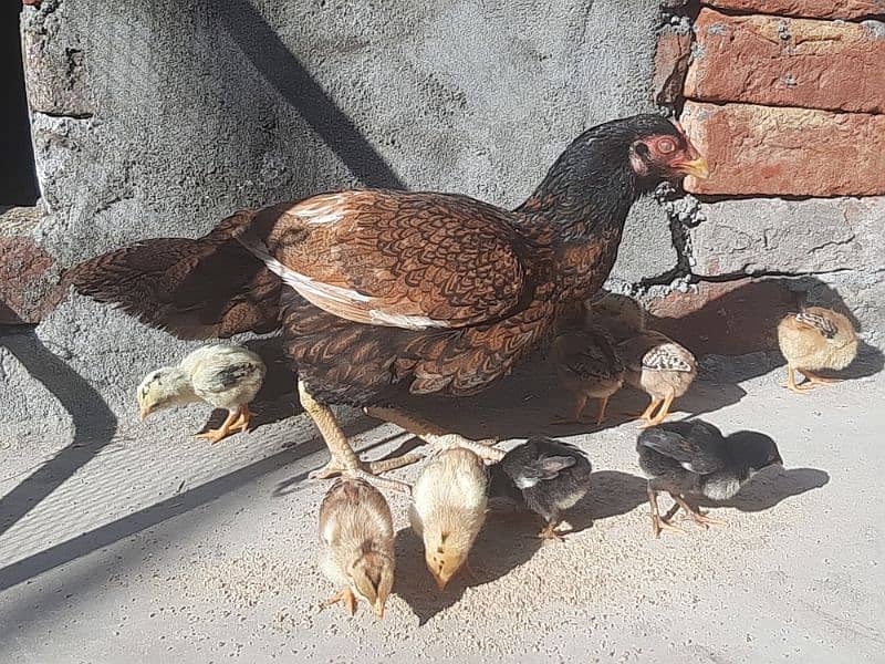 Aseel Hen and 8 Chicks For sale 5