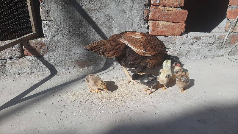 Aseel Hen and 8 Chicks For sale 6