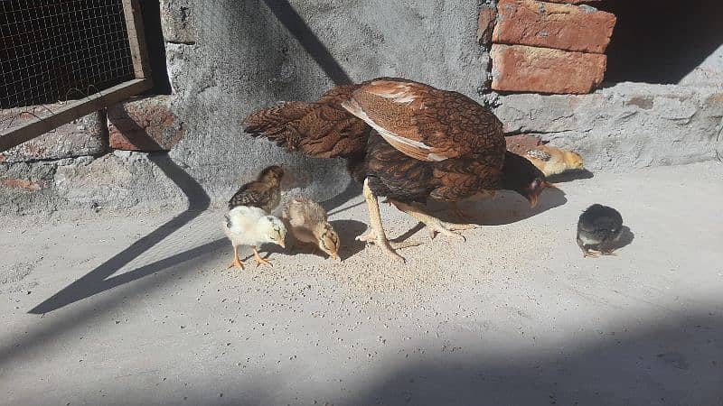 Aseel Hen and 8 Chicks For sale 7