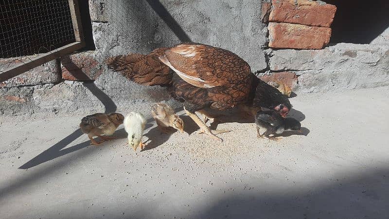 Aseel Hen and 8 Chicks For sale 8