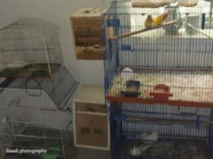 Cocktail,buggies,lovebird forsale with cagees