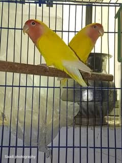 Love birds forsale with cagees