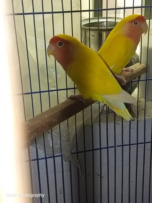 Cocktail,biggest,lovebird forsale with cagees 4