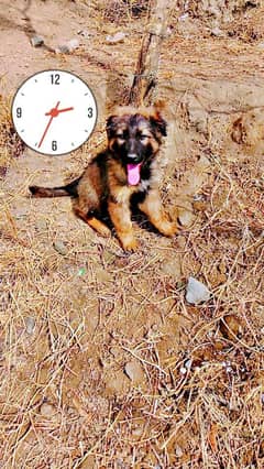 Jarman shepherd puppy