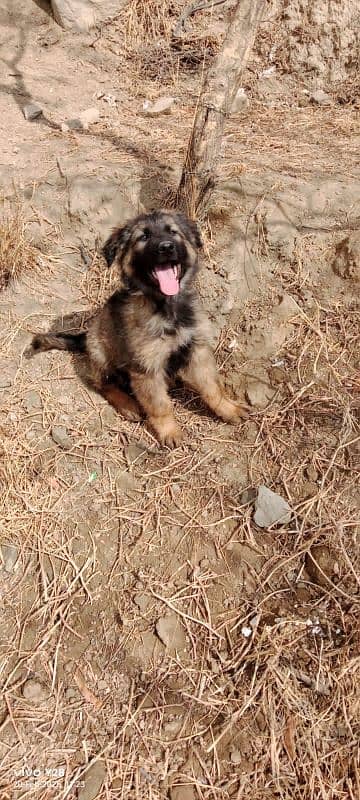 Jarman shepherd puppy 1