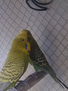 Exhibition Male and king-size female for sale