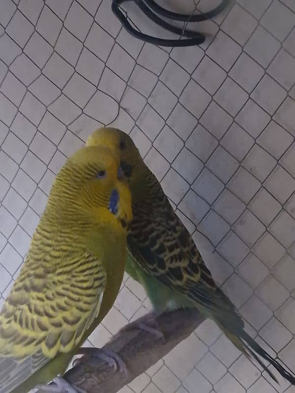 Exhibition Male and king-size female for sale 0