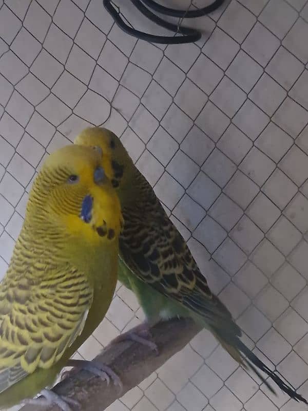 Exhibition Male and king-size female for sale 1