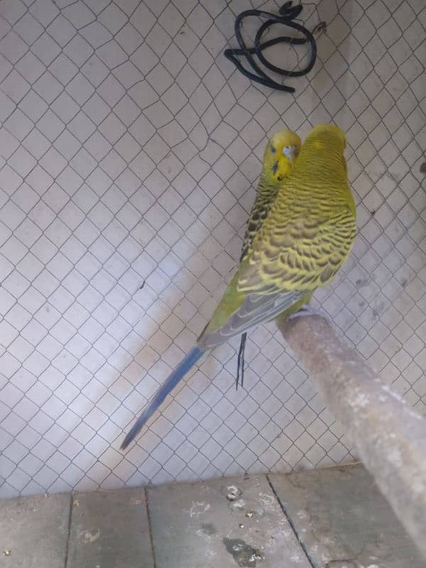 Exhibition Male and king-size female for sale 2