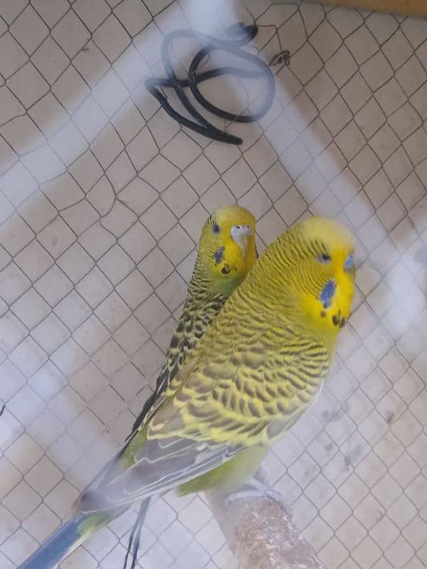 Exhibition Male and king-size female for sale 4