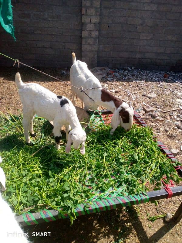 goat with male goate 3