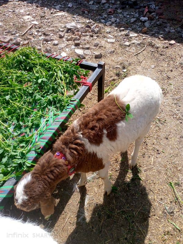 goat with male goate 4